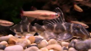 Hypancistrus Mega Clown Pleco sp L340 [upl. by Nhtanhoj]