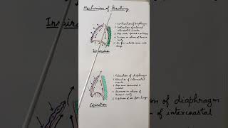 Mechanism of breathing respiration ytshorts [upl. by Nomelc759]