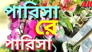 Bangla Song  Parisa  পারিসা  Ar Media  2024 [upl. by Ydac]