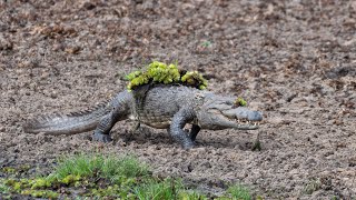 Mugger Crocodile Ambushes Deer at Watering Hole  Planet Earth III  BBC Earth [upl. by Marja947]