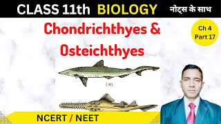 Class Osteichthyes  Class Chondrichthyes  in hindi  Biology Class 11 [upl. by Bramwell826]