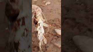 Rawal Dam Fishing live catch Singhara Catfish [upl. by Also788]