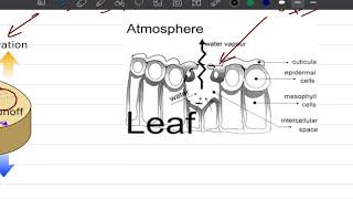 46 Evapotranspiration [upl. by Velick54]