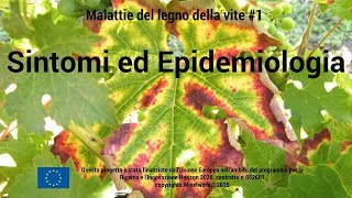 Le malattie del legno della vite 1  Sintomi ed epidemiologia [upl. by Aryan478]