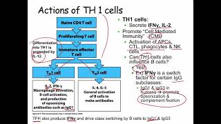 Lecture 18 Th1 T cells [upl. by Anires]