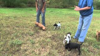 German Shorthaired Puppies Vizsla Puppies [upl. by Acinomahs932]