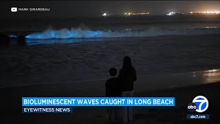 Beachgoers encounter bioluminescent waves in Long Beach [upl. by Brelje]