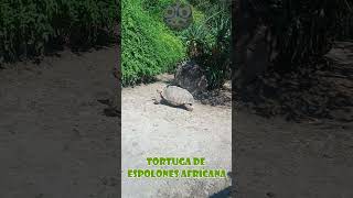 Tortuga de espolones africana shorts animales tortuga [upl. by Bascio]