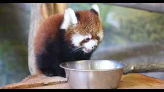 Second Cutest Red Panda Cub Video [upl. by Attevaj218]