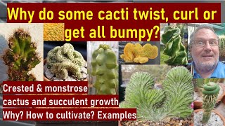 Crested monstrose amp bizarre cacti amp succulents  How to grow Why they look that way cactuscare [upl. by Drain285]