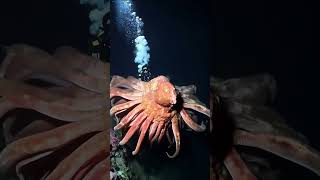 Deep Sea Giants Discovered 🐙🌊DeepSea OceanExploration SeaCreatures GiantSquid [upl. by Mallina141]