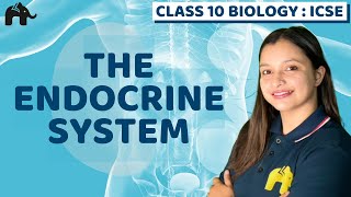 Endocrine System  ICSE Class 10th BiologyPart 2 [upl. by Reerg274]