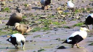 Common Eider Somateria mollissima at Seahouses [upl. by Gen]