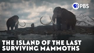 The Island of the Last Surviving Mammoths [upl. by Ssew]