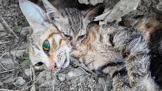 LTT Animal  Roadside Rescue Miracle Recovery of Abandoned Cats 🐾 [upl. by Nere906]