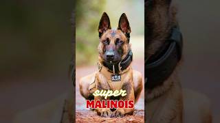 Belgian Malinois is super dog pets animals germanshepherd dog funny malinois [upl. by Cobbie]