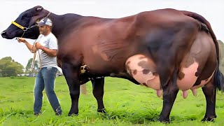 Highly Milking World Record Girlando Cow Documentary  Biggest Udder Cow  Gir Cow  Hf Cow [upl. by Sung]