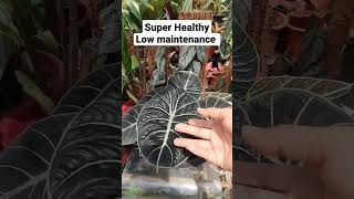 ALOCASIA BLACK VELVETSuper healthy leaveslow maintenance [upl. by Dolf]