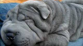 Arthur  Blue Shar Pei Puppy snoring  so cute [upl. by Enela]