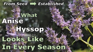 What Agastache foeniculum Anise Hyssop Looks Like in Every Season From Seed to Established Plant [upl. by Nadruoj]