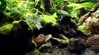 Moss Garden of Eden for Phyllobates terribilis Blackfooted Orange [upl. by Attelrahs696]