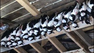 DIVER DUCK hunt on the CHESAPEAKE BAY BUFFLEHEAD BEAT DOWN 12 MAN LIMIT [upl. by Gunner]