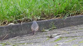 Oosterse Zwarte RoodstaartEastern Black Redstart Egmond aan den Hoef The Netherlands 28102023 [upl. by Anirhtak]