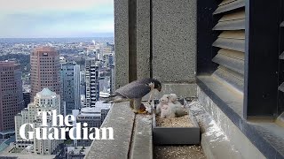 Melbournes skyscraper peregrine falcons and their chicks [upl. by Noland376]