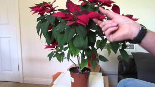 Poinsettia Care After Flowering [upl. by Talley]