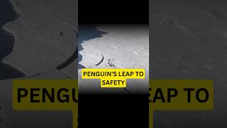 Penguins Leap to Safety [upl. by Upton]