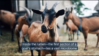 The rumen microbiome’s role in dairy goat growth and milk yield [upl. by Otit]