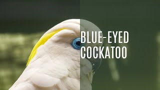 Blue Eyed Cockatoo Cacatua Ophthalmica [upl. by Ajram]