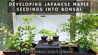 Developing Japanese Maple Seedings into Bonsai 25 yrs old Seedings [upl. by Yauqaj481]