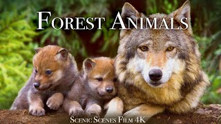 Forest Animals 4k  Amazing World of Forest Wildlife  Scenic Relaxation Film [upl. by Ihsakat]