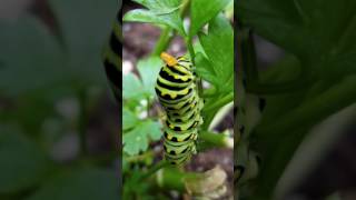 Black Swallowtail Caterpillar Osmeterium [upl. by Haididej721]