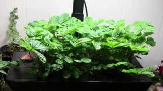 Week 6Fully ORGANIC Aeroponic Strawberries in an Aerogarden [upl. by Ydnew]