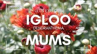 Hardy Dendranthema Igloo Mums from Must Have Perennials® [upl. by Palestine25]