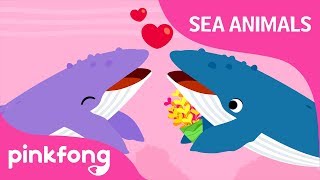 Singer Whale  Sea Animals Song  Learn Animals  Pinkfong Songs for Children [upl. by Aicinoid]