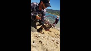 5 minutes at Blowering dam redfin every cast [upl. by Oicafinob]