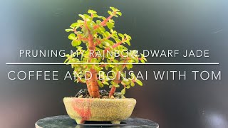 Pruning My Rainbow Dwarf Jade Bonsai Medio Picta Portulacaria Afra [upl. by Romeu532]