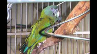 BLUE HEADED MACAW YOUNG January 25 2012 [upl. by Hnao]