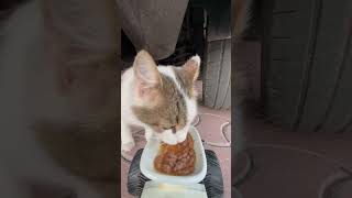 cat feeding at rc car cat catfeeding asmrcatfeeding cute feedinganimals catfeedingasmr [upl. by Tarfe]