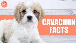 Cavachon 10 Facts You Didnt Know About This Dog Breed [upl. by Adelric]