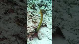 Scuba diving in mauritius subscribe to the channel and like the video scubalovers divinglife [upl. by Ot]