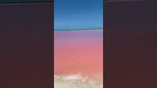 Las COLORADAS YUCATÁN 🦩🏖️ [upl. by Noxid]