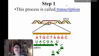 Introduction to Protein Synthesis [upl. by Ailic]