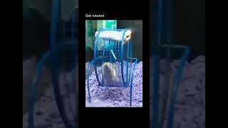 Get rotated humor memes funnyvideos sunday pets hamster funny [upl. by Ingles]