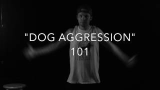 Dog Aggression 101  Dog Training with Americas Canine Educator [upl. by Lilybelle]