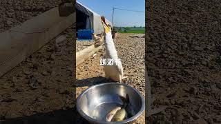 cormorants duck cormorant eatingfish cormorantfishing [upl. by Divadnhoj]