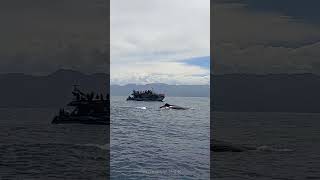 Whale Watching  Kaikoura Neuseeland [upl. by Enyawad]